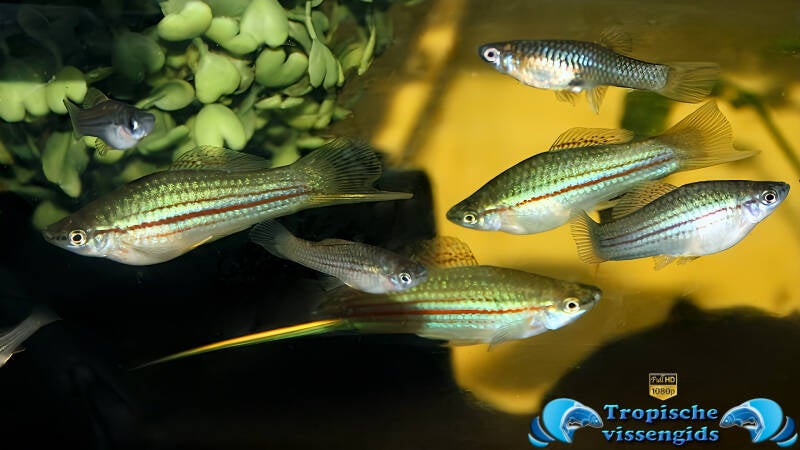 Xiphophorus alvarezi