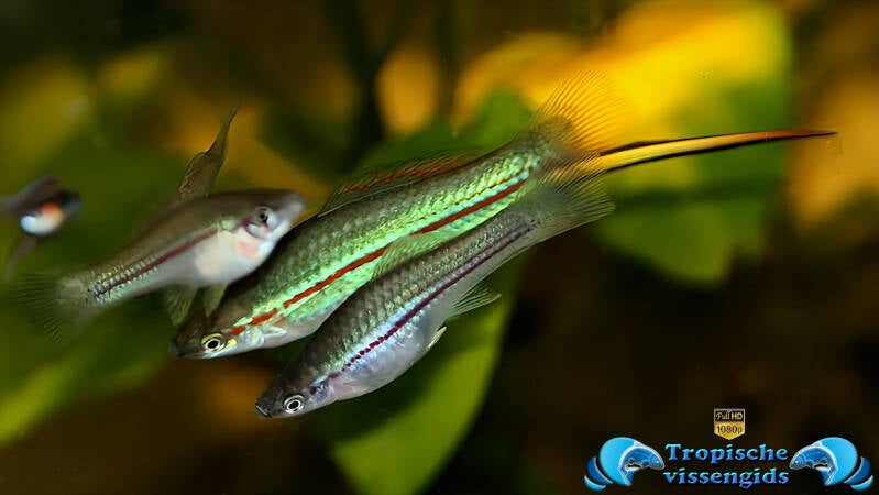 Xiphophorus alvarezi