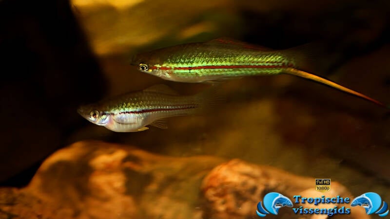 Xiphophorus alvarezi