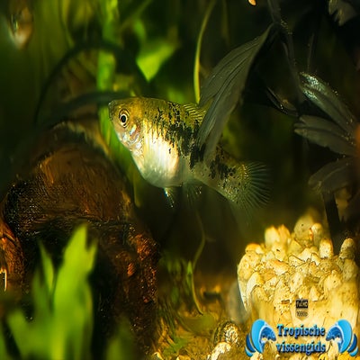 Xiphophorus evelynae
