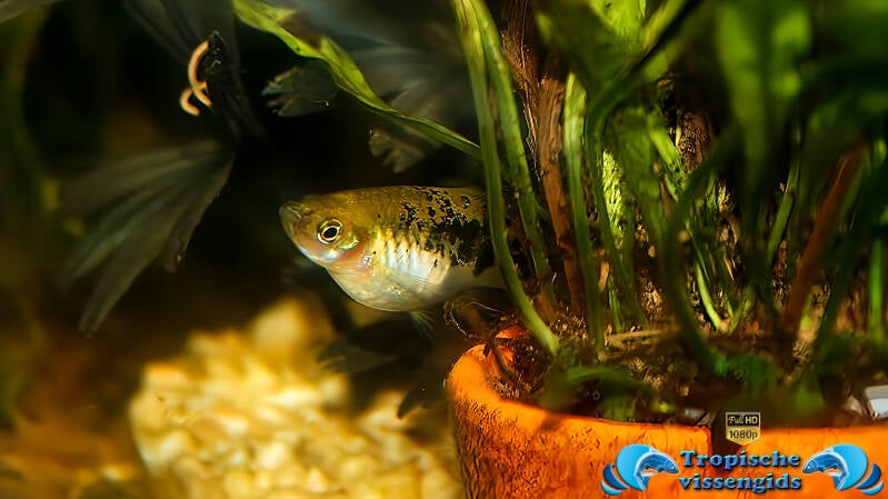 Xiphophorus evelynae