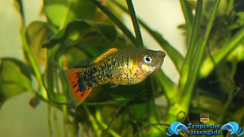 Xiphophorus evelynae