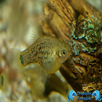 Xiphophorus milleri