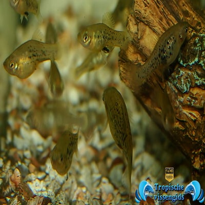 Xiphophorus milleri