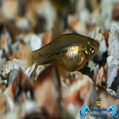Xiphophorus milleri