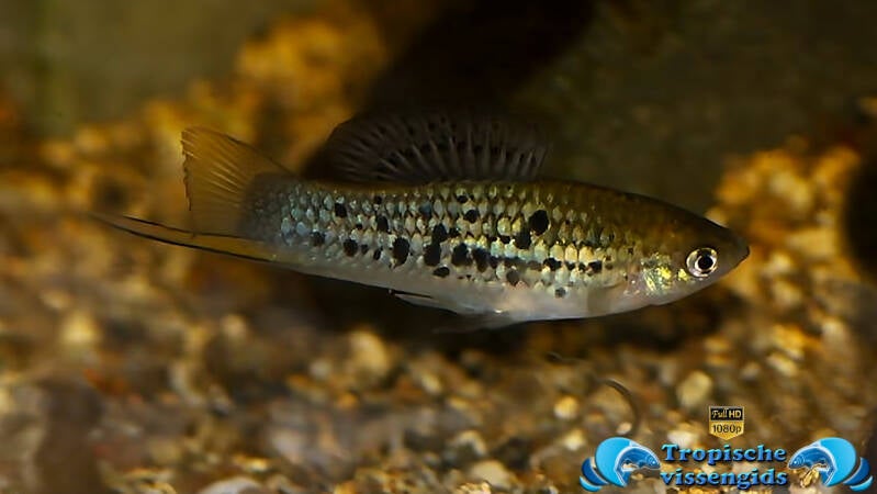 Xiphophorus nezahualcoyotl