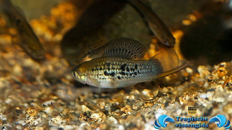 Xiphophorus nezahualcoyotl