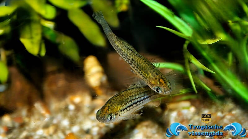 Xiphophorus nezahualcoyotl