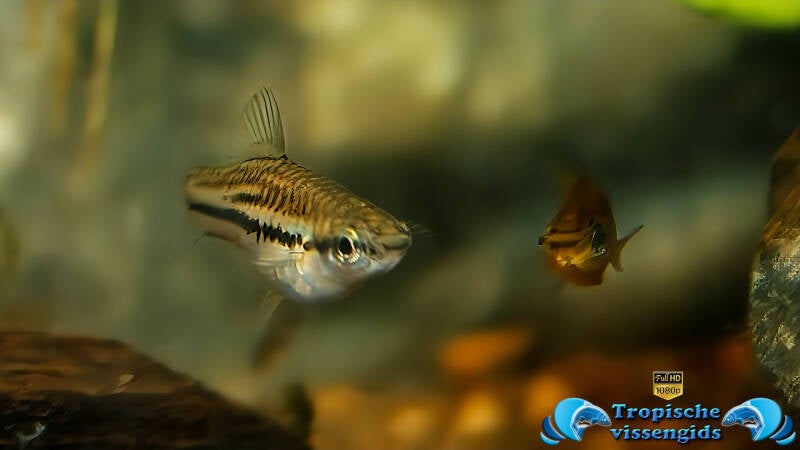 Xiphophorus pygmaeus