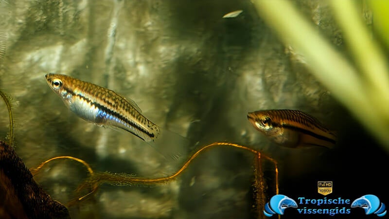 Xiphophorus pygmaeus