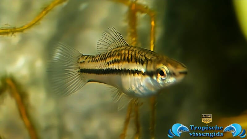 Xiphophorus pygmaeus