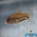 Xiphophorus signum