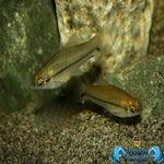 Xiphophorus signum