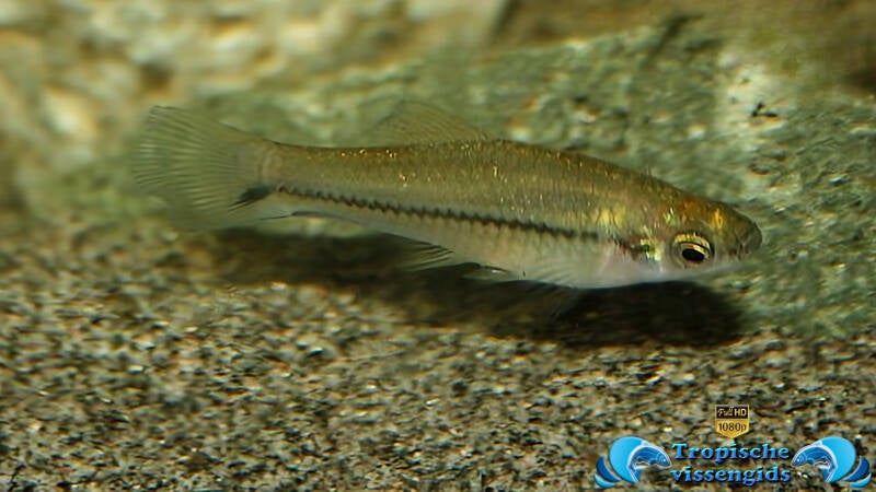Xiphophorus signum