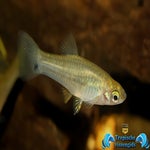 Xiphophorus signum