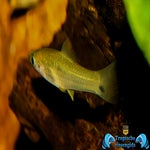 Xiphophorus signum