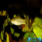 Xiphophorus signum
