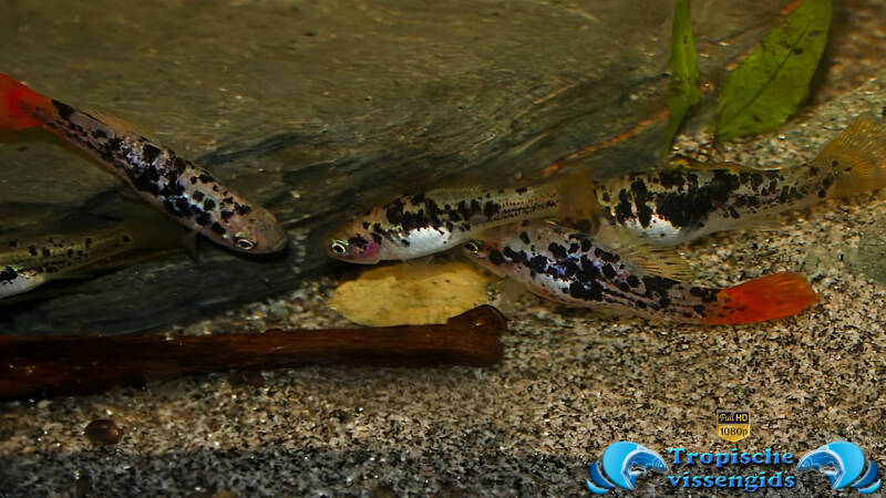 Xiphophorus variatus La Laguna