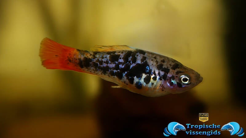 Xiphophorus variatus La Laguna