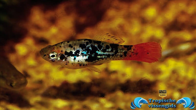 Xiphophorus variatus La Laguna