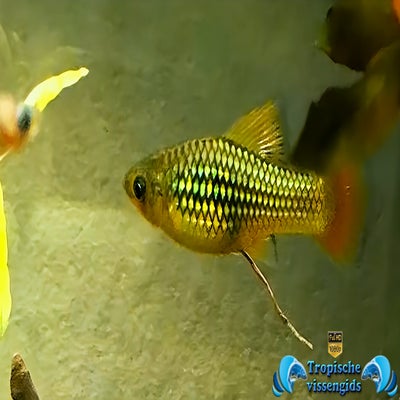 Xiphophorus variatus