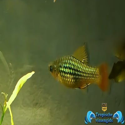 Xiphophorus variatus