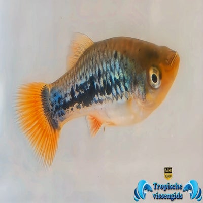 Xiphophorus variatus