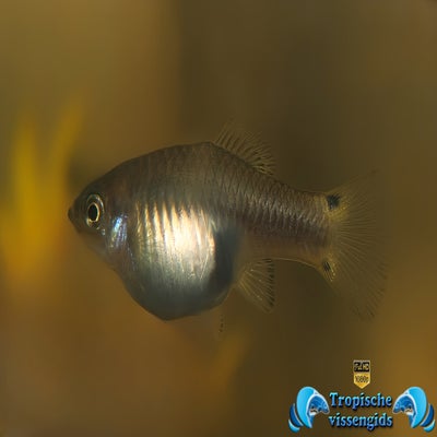 Xiphophorus xiphidium