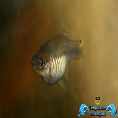 Xiphophorus xiphidium