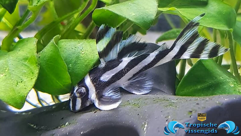 Hypancistrus zebra (L046)