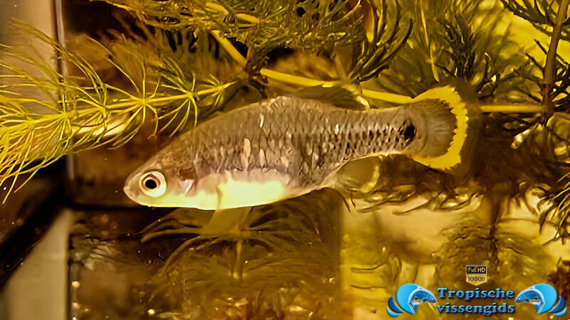 Zoogoneticus tequila