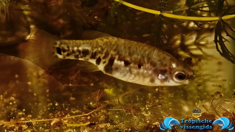 Zoogoneticus tequila