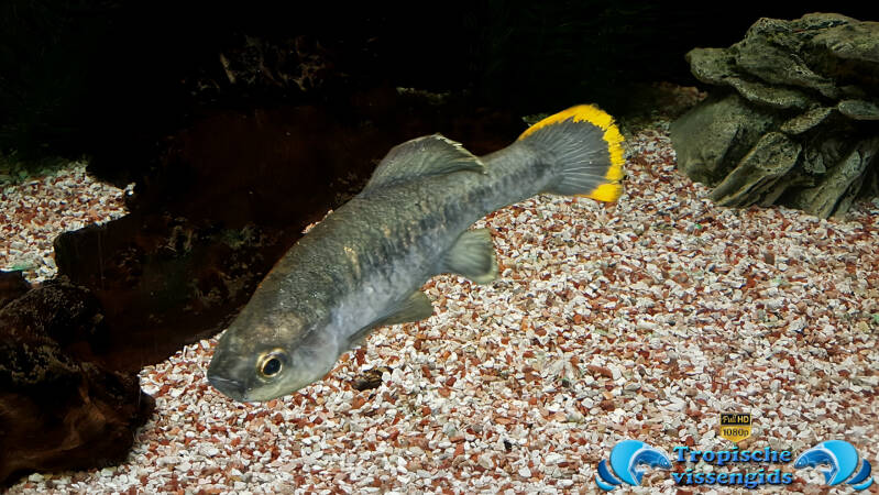 Zoogoneticus tequila