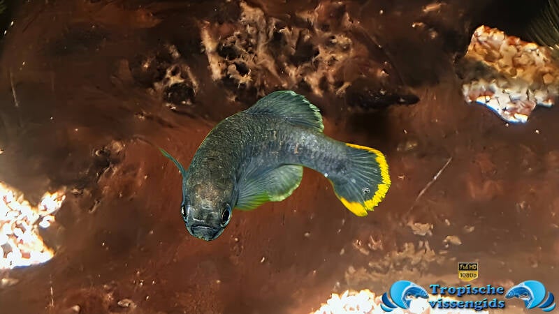 Zoogoneticus tequila