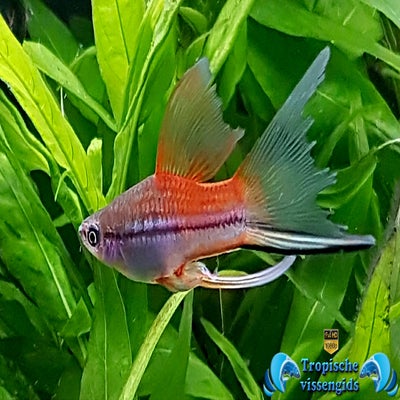 Xiphophorus hellerii