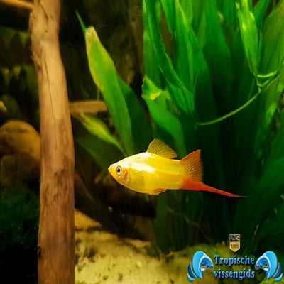 Xiphophorus hellerii