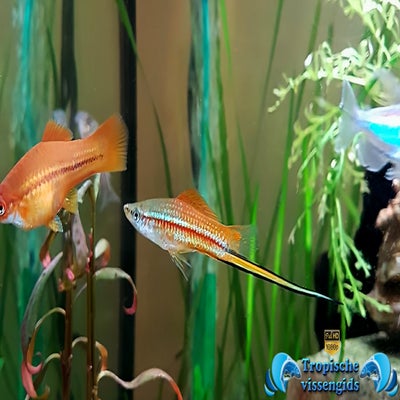 Xiphophorus hellerii
