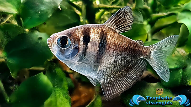 Zwarte tetra