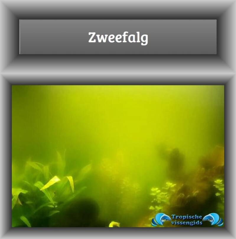 Zweefalg (oorzaak en oplossing) 