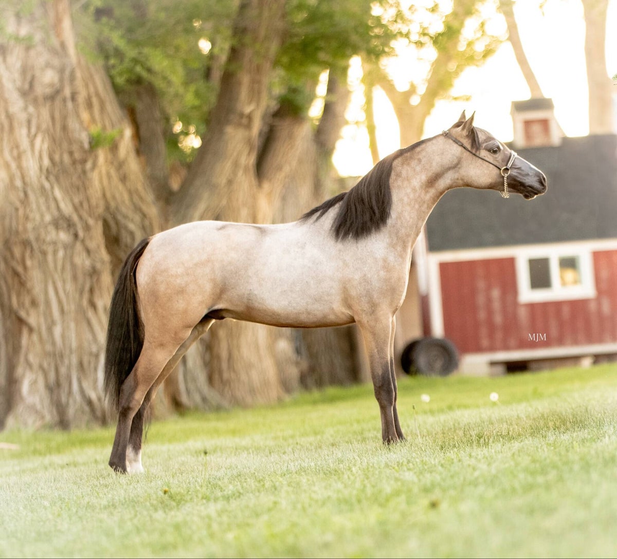 Stallion