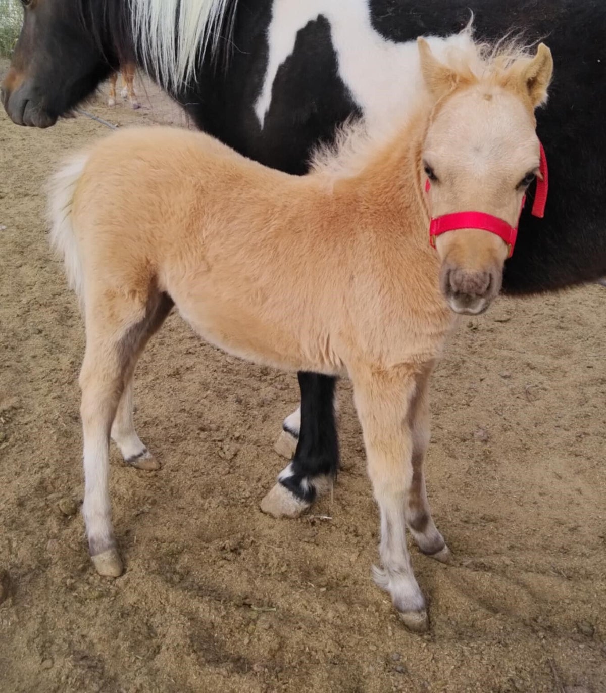 Ponis Meras Mares