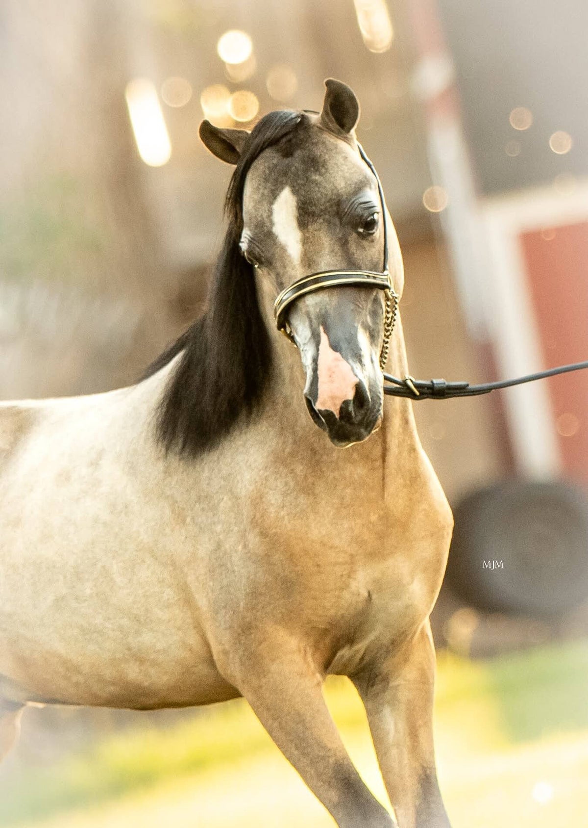 Bad Stallion Stallion
