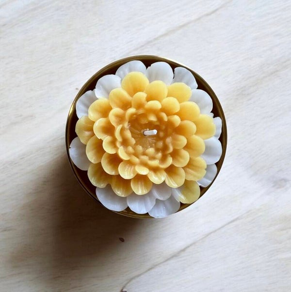 Sunlit Chrysanthemum
