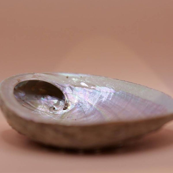 Abalone Shell - Medium