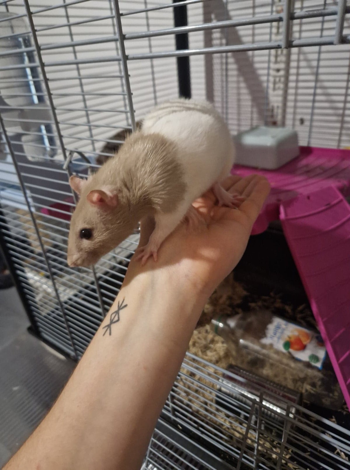 femelles-reproducteurs-raterie-les-joyeux-rats