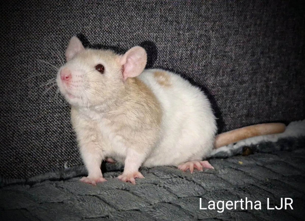 Femelles Reproducteurs Raterie Les Joyeux Rats femelles-reproducteurs-raterie-les-joyeux-rats