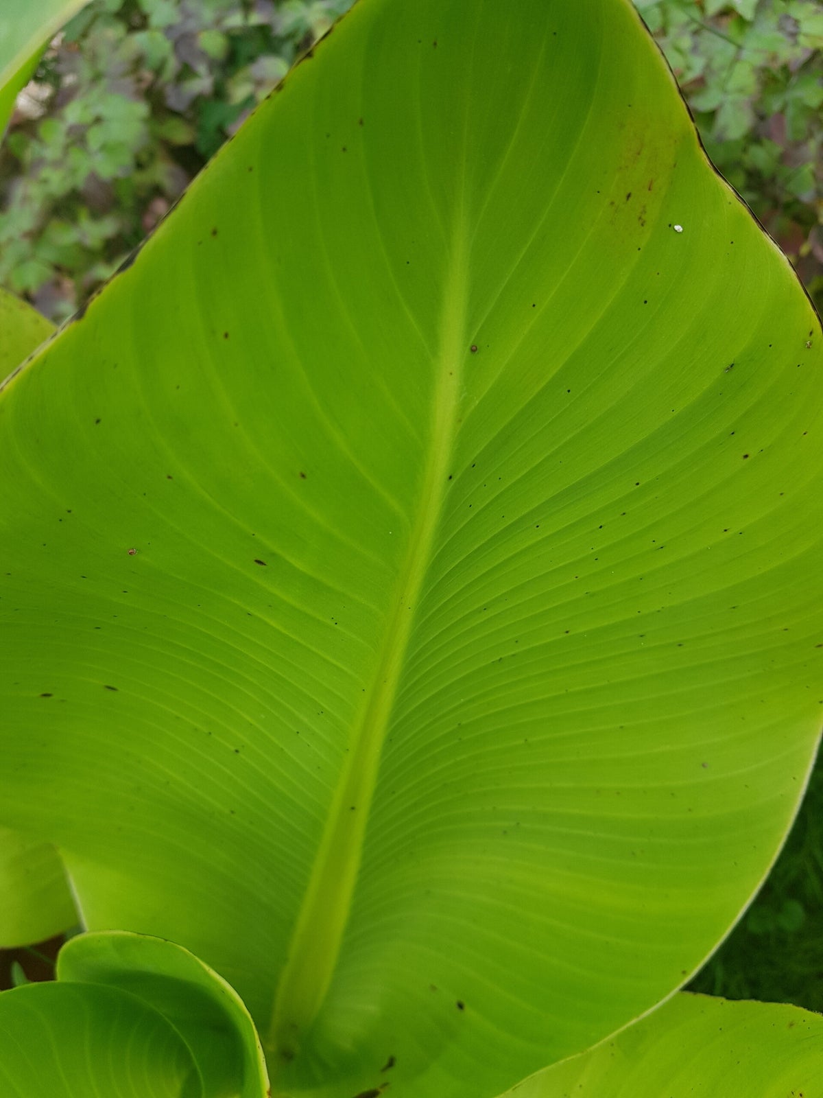 Schwarze Punkte auf Bananenbltter / FAQ | Tropicalgarden.sul