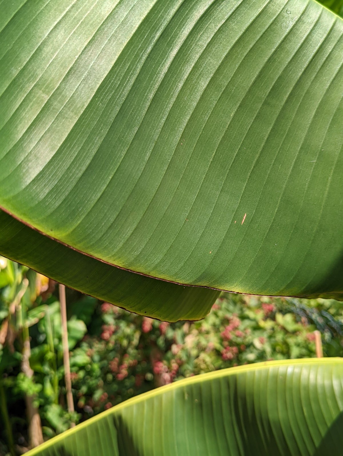 Musa 'Dajiao' / Bananensorten | Tropicalgarden.sul
