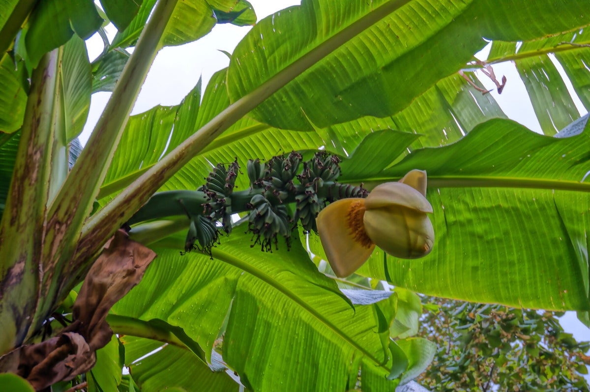 Musa Basjoo / Bananensorten Tropicalgarden.sul