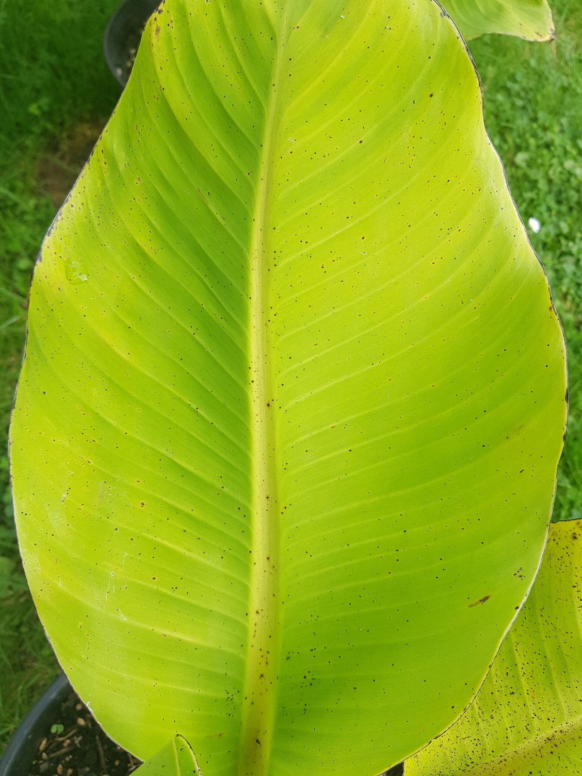 Schwarze Punkte auf Bananenbltter / FAQ | Tropicalgarden.sul